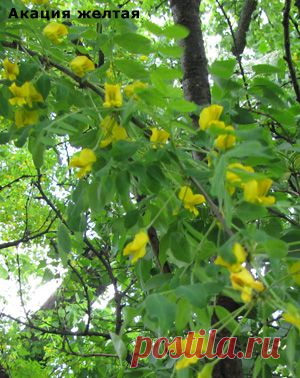 Народные средства лечения ревматизма