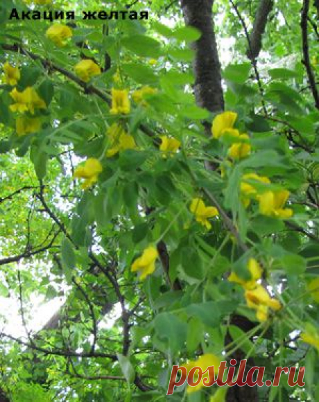 Народные средства лечения ревматизма