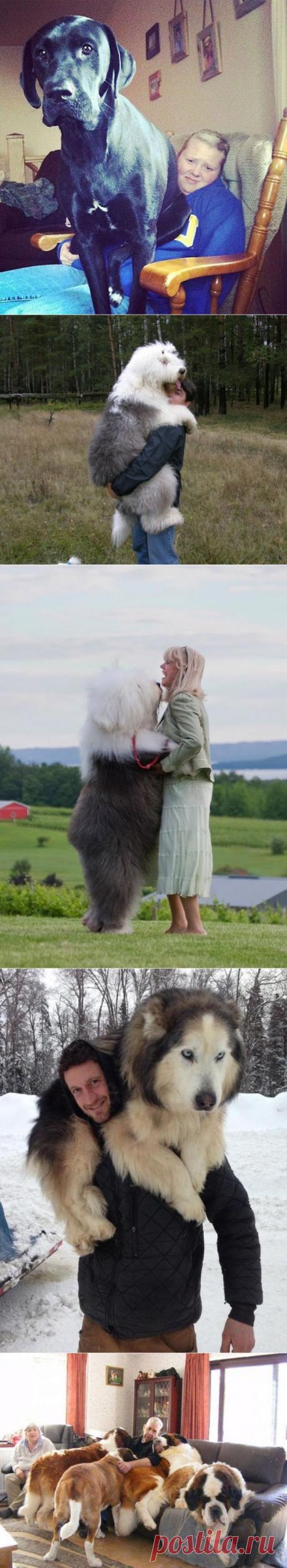 20 больших собак, которые не осознают, насколько они огромны