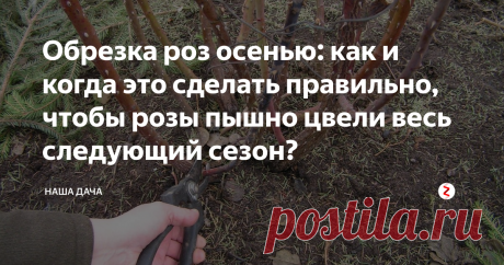 Обрезка роз осенью: как и когда это сделать правильно, чтобы розы пышно цвели весь следующий сезон?  Розы нуждаются в уходе практически весь сезон. На осень мы оставляем обрезку кустов, делается это для того, чтобы розочки относительно легко перезимовали. Кроме всего прочего, обрезка роз осенью стимулирует рост новых почек и развивает корневую систему, при этом садоводу легко управляться с обрезанными растениями: укрыть кусты и подготовить их к зимнему сезону станет гораздо проще.