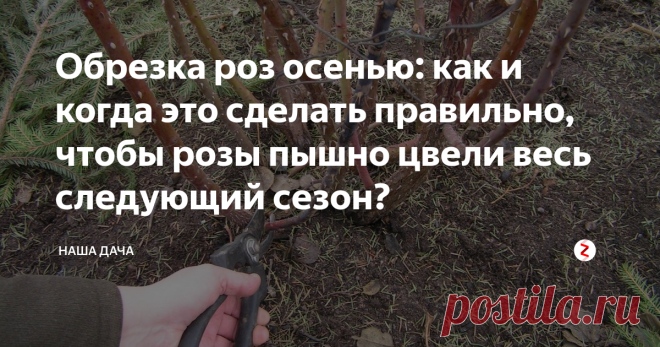 Обрезка роз осенью: как и когда это сделать правильно, чтобы розы пышно цвели весь следующий сезон?  Розы нуждаются в уходе практически весь сезон. На осень мы оставляем обрезку кустов, делается это для того, чтобы розочки относительно легко перезимовали. Кроме всего прочего, обрезка роз осенью стимулирует рост новых почек и развивает корневую систему, при этом садоводу легко управляться с обрезанными растениями: укрыть кусты и подготовить их к зимнему сезону станет гораздо проще.