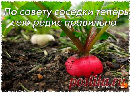 По совету соседки теперь сею редис правильно

Несколько лет назад между мной и моей соседкой по даче разгорелась бурная дискуссия. Моя приятельница уверяла меня, что существует определенная технология посева редиса, благодаря которой плод быстро всходит и дает отличные результаты. 

Я ее не послушала и посыпала, как обычно, свою редиску золой. А потом поняла, что что-то пошло не так. В этом году решила следовать ее совету. Результат меня очень порадовал. Рассказываю теперь...