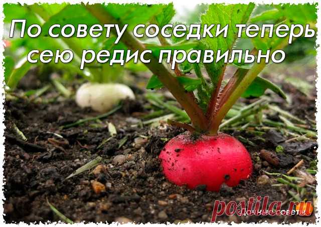 По совету соседки теперь сею редис правильно

Несколько лет назад между мной и моей соседкой по даче разгорелась бурная дискуссия. Моя приятельница уверяла меня, что существует определенная технология посева редиса, благодаря которой плод быстро всходит и дает отличные результаты. 

Я ее не послушала и посыпала, как обычно, свою редиску золой. А потом поняла, что что-то пошло не так. В этом году решила следовать ее совету. Результат меня очень порадовал. Рассказываю теперь...