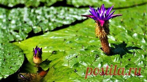 Эвриала ужасная.