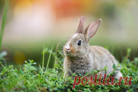 Кролики: интересные и популярные породы. Фото — Ботаничка.ru