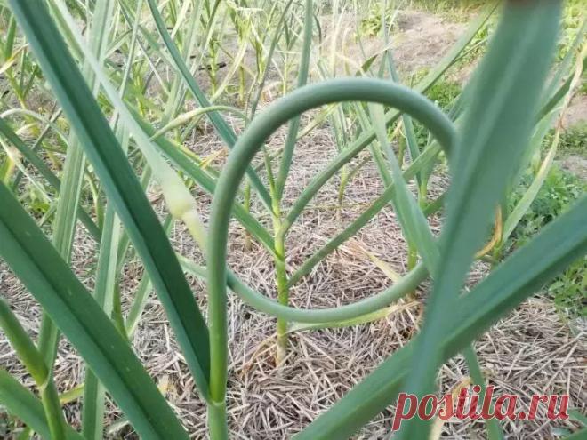 Чеснок против паразитов: как дачники используют способности растения для своей выгоды. Среди ароматов летнего сада чеснок скрывает потенциал, способный удивить даже опытных огородников. Его резкий запах, который так ценится в кулинарии, становится непреодолимой преградой для незваных гостей.  