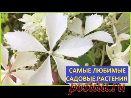 САМЫЕ КРАСИВЫЕ МНОГОЛЕТНИКИ. РЕКОМЕНДУЮ ВСЕМ - YouTube