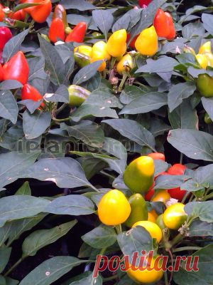 Стручковый перец Capsicum - Комнатные растения и цветы