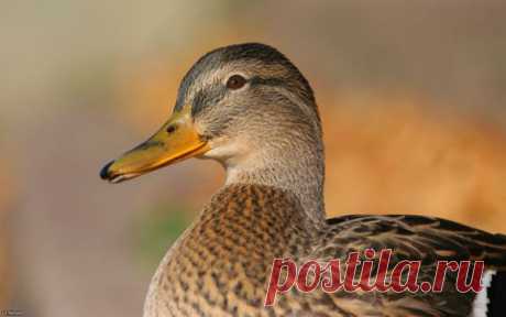 Разведение и выращивание уток в домашних условиях для начинающих Разведение уток в домашних условиях для начинающих. Содержание и кормление маленьких утят. Выращивание утят, их кормление в первые дни и месяцы жизни. Что едят утки? Сколько живут? Комбикорма для уток.