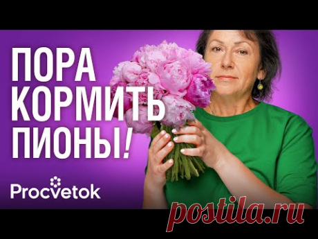 ПИОНЫ БУДУТ ЯРКО И ПЫШНО ЦВЕСТИ, если успеете сделать эти работы весной!