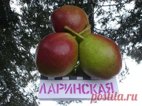 Груша Ларинская: описание сорт, фото, отзывы и рекомендации по посадке и уходу