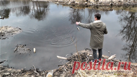 Клёв весеннего окуня впечатляет | Хозяйство Воронова | Яндекс Дзен