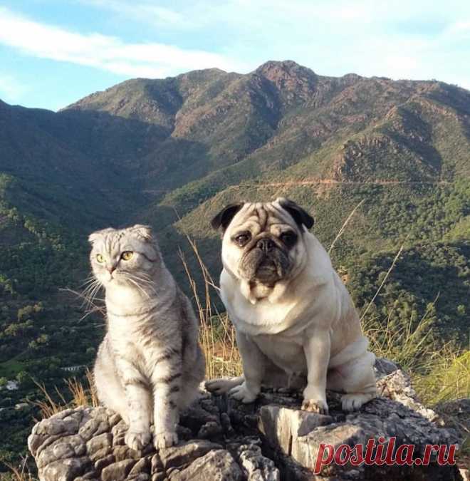 Мопс и кот, друзья и путешественники