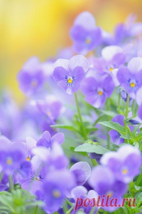 Violets Flowers Garden Love | Photo
