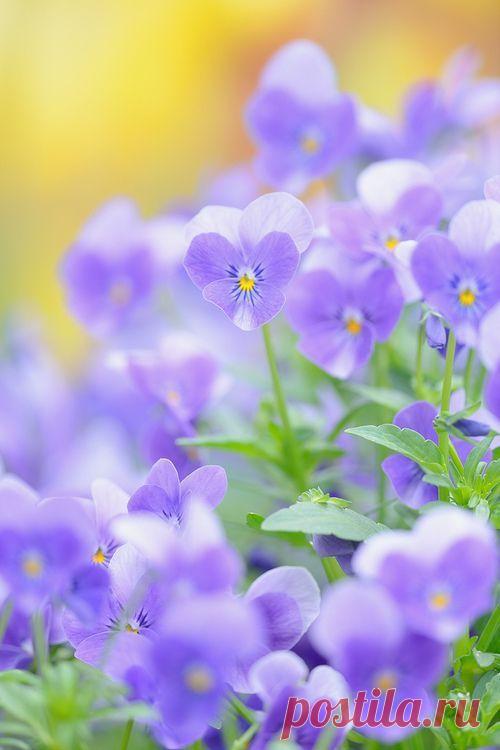 Violets Flowers Garden Love | Photo
