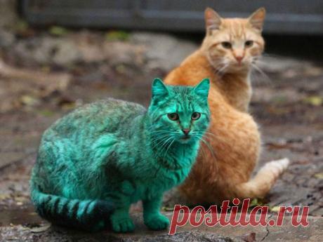 Они нас удивили