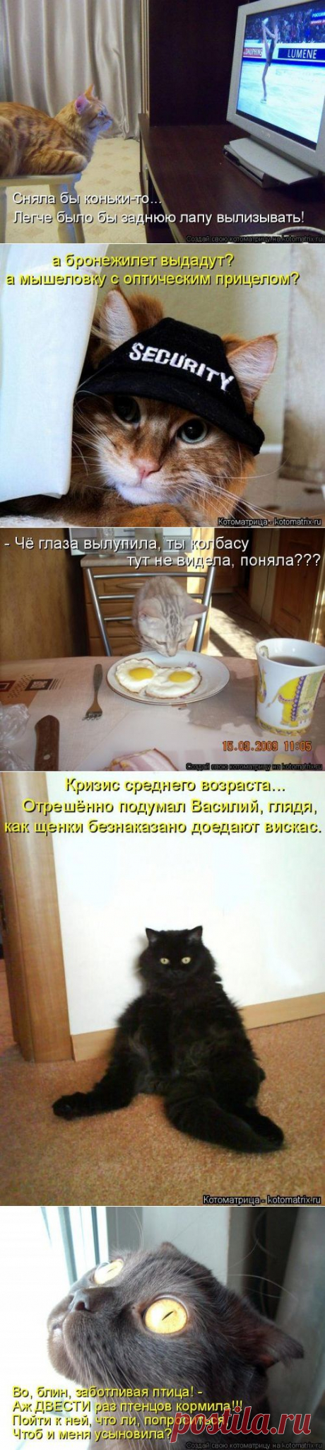 Новая котоматрица на Бугаге (36 фото)