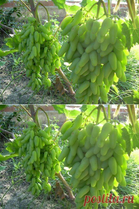 (46) Одноклассники