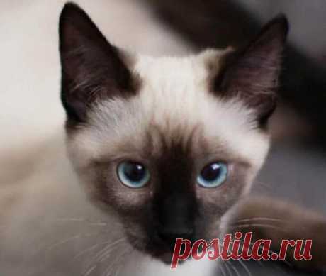 сиамская кошка