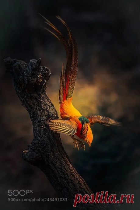 Golden Pheasant