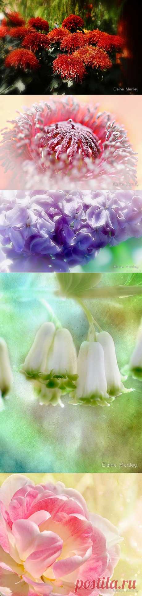 Фото цветы.. нежные тона..