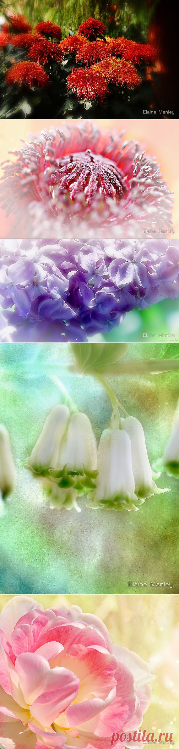Фото цветы.. нежные тона..
