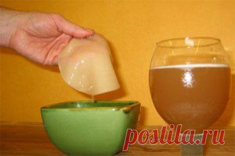 Чайный гриб - полезные свойства. - Всегда в форме!