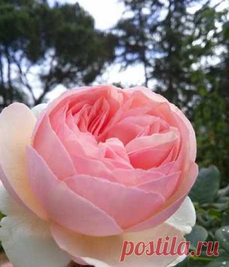 Google+ – #flowers