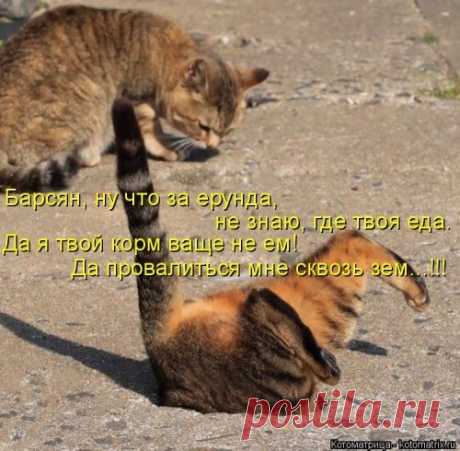 Забавные котоматрицы для хорошего настроения