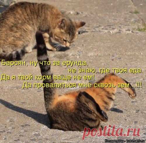 Забавные котоматрицы для хорошего настроения