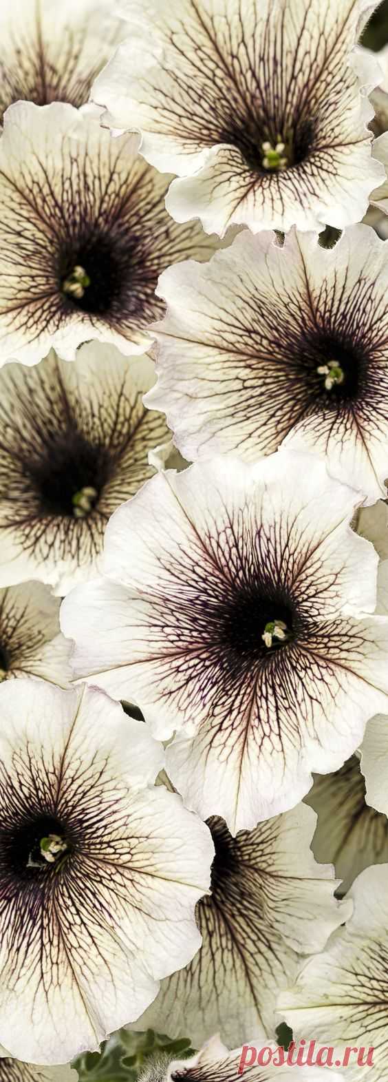 Pinterest