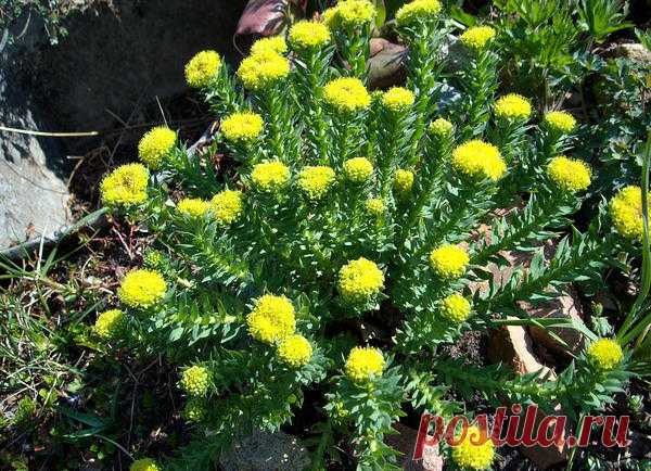 Золотой корень — дар Алтая