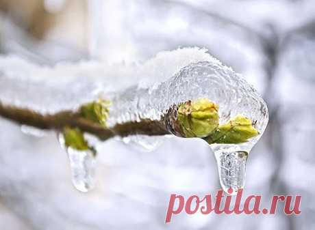 Антифриз для растений на Supersadovnik.ru