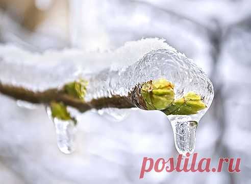 Антифриз для растений на Supersadovnik.ru