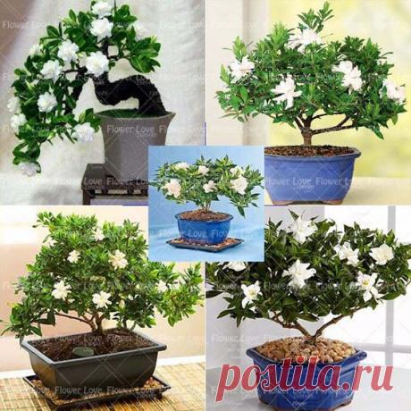 100 Gardenia Seeds (Cape Jasmine )-DIY Home Garden Potted Bonsai, amazing smell &amp; beautiful flowers, Free Shipping #&gt;=#  |  Pinterest