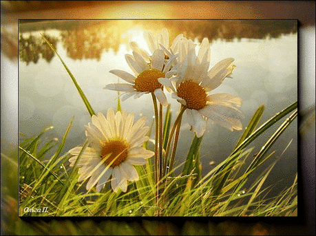 Галерея поздравлений - Группы Мой Мир
