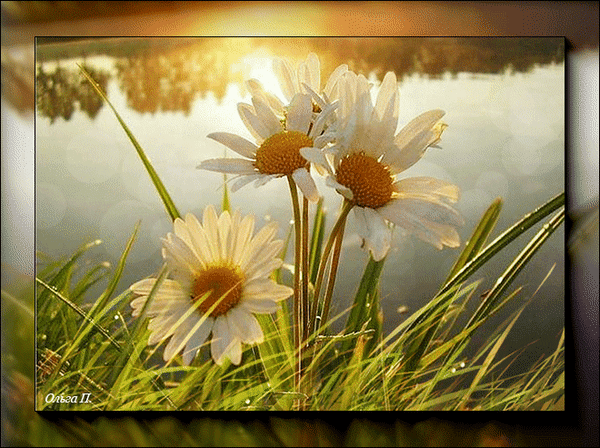 Галерея поздравлений - Группы Мой Мир