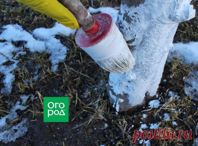 Правильная побелка деревьев зимой – пошаговый разбор | undefined (undefined)