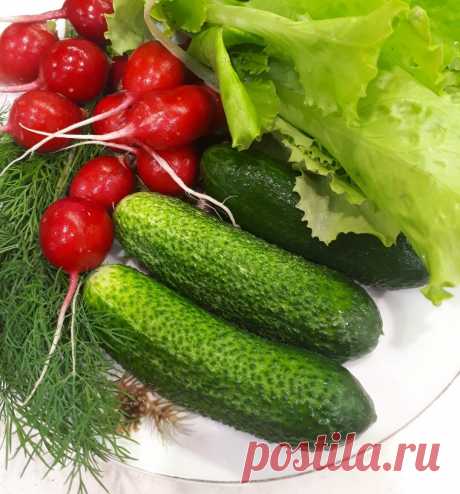 Самый урожайный сорт огурца | Огородник из Рязани | Яндекс Дзен