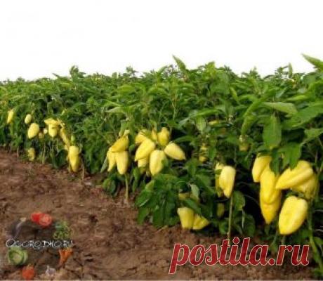 Вот, что я делаю, чтобы получить хороший урожай перца! Попробуйте и вы, не пожалеете! 

1. Выращивать перцы нужно только через рассаду и в теплице, только так растения будут крепкие и здоровые. 

2. Чтобы рассада развивалась мощной, надо удалять у нее все листья ниже развилки стебля. 

3. В возрасте 2 месяцев рассаду нужно пересадить в теплицу. Кустики следует перевалить из стаканчиков вместе с комом земли и обязательно проследить, чтобы корневая шейка не была заглублена в...