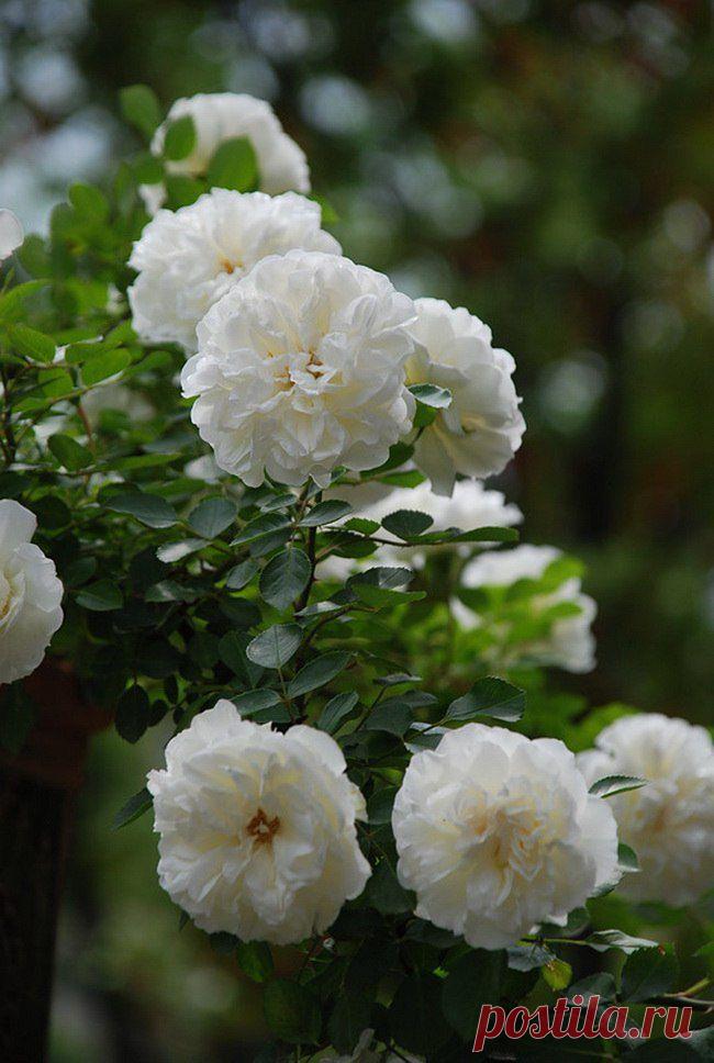 Фотографии на стене сообщества | 32 840 фотографий