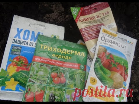 ФИТОФТОРА! КОГДА НАЧИНАТЬ БОРЬБУ С НЕЙ? Ольга Чернова.