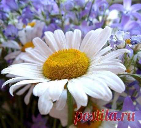 ЛЕЧЕНИЕ ЛАРИНГИТА НАРОДНЫМИ СРЕДСТВАМИ