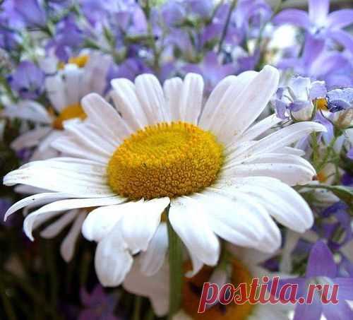 ЛЕЧЕНИЕ ЛАРИНГИТА НАРОДНЫМИ СРЕДСТВАМИ