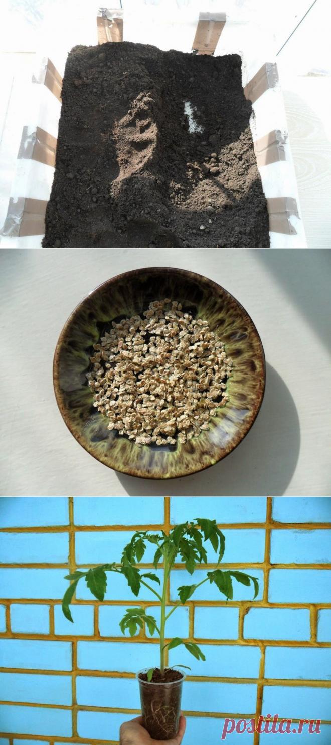 Дача ВИКТОРиЯ: Подготовка рассадного грунта, семян, выращивание рассады томатов. Практический опыт.