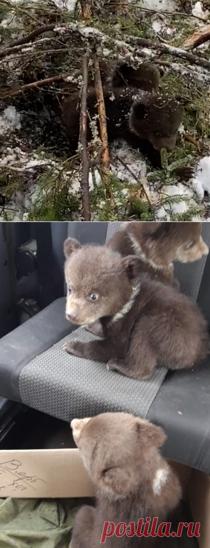 В Карелии на заготовке леса подняли из берлоги медведицу с малышами. Зверь сбежал, детенышей пришлось спасать | Блоггерство на пенсии | Яндекс Дзен