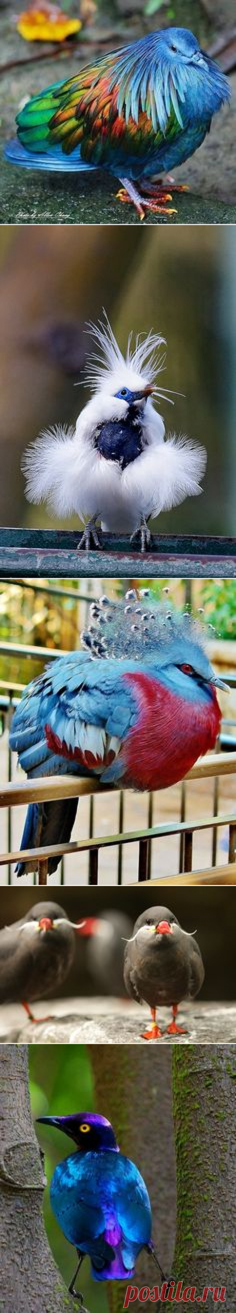 (235) Pinterest: инструмент для поиска и хранения интересных идей