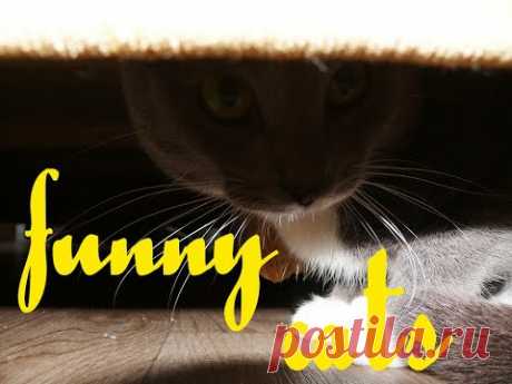 Что любят кошки больше всего. Забавные котики. what do cats love most