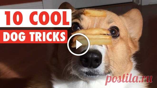 10 Cool Dog Tricks || Awesome Compilation