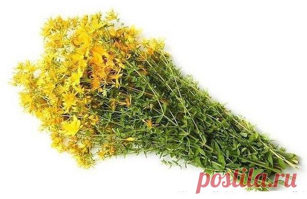 ЛЕЧЕБНЫЙ СИРОП ДЛЯ ПЕЧЕНИ, ПОЧЕК И ЖКТ

